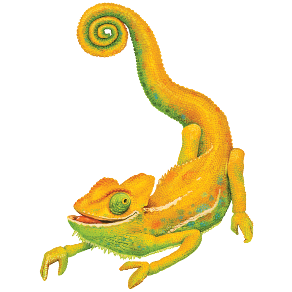 Natureplex full Chameleon illustration